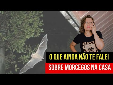 MORCEGOS NA SUA CASA I SIGNIFICADO ESPIRITUAL E METAFÍSICO PARTE 2  #morcegos #obsessão #metafisica