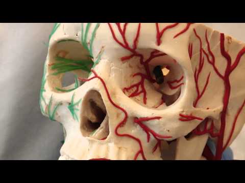 Control of the Pupil: Neuroanatomy Video Lab - Brain Dissections