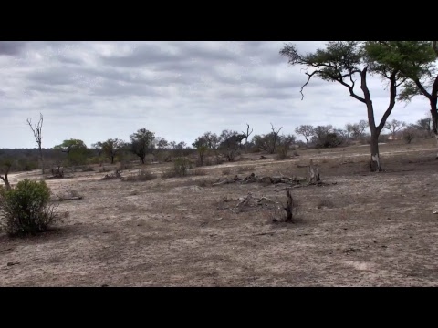 Djuma Private Game Reserve Live Stream