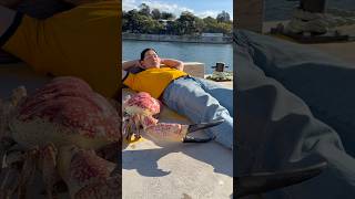 A giant crab cut my jeans…