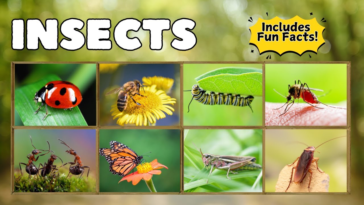 Insects for Kids | Fun Facts and Bug Adventures!