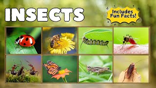 Insects for Kids | Fun Facts and Bug Adventures!
