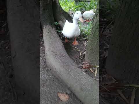 アヒルの種は何ですか