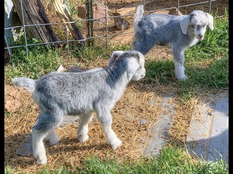 Goat Report - Baby Goats Playing