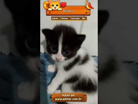 Vídeo de Mimosa e Bella