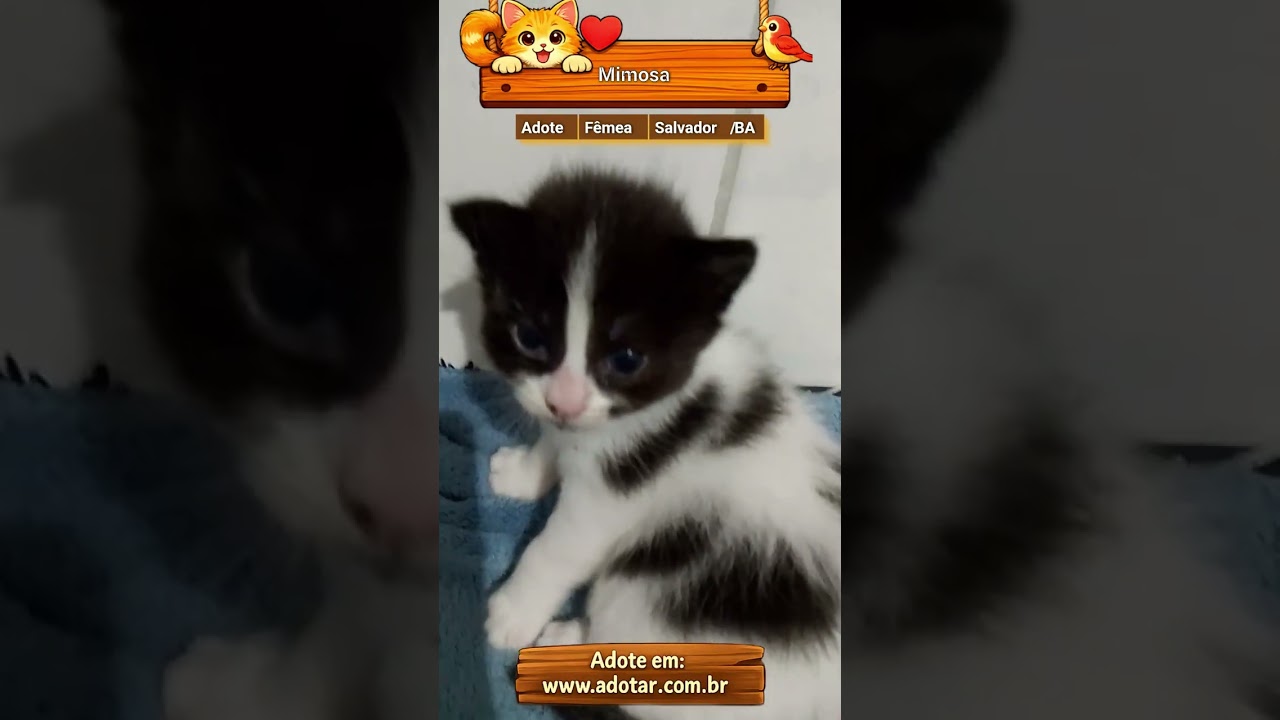 Gato raça SRD idade 2 a 6 meses nome Mimosa