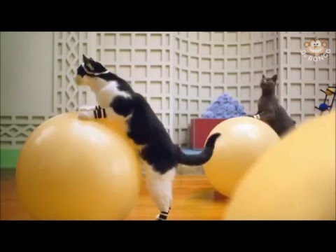 Cat fitness