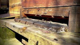 buzzing bees - 9min - no talking - pure nature