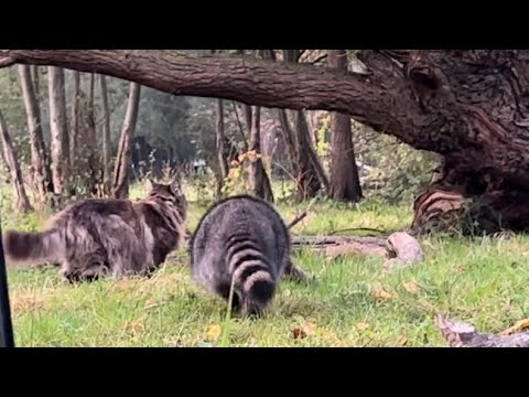 Louis is Meeting a cheeky Raccoon on the Wetlands! 🐾🦝
