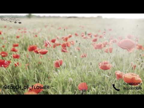 Flower Bouquet| Touch Of Flower