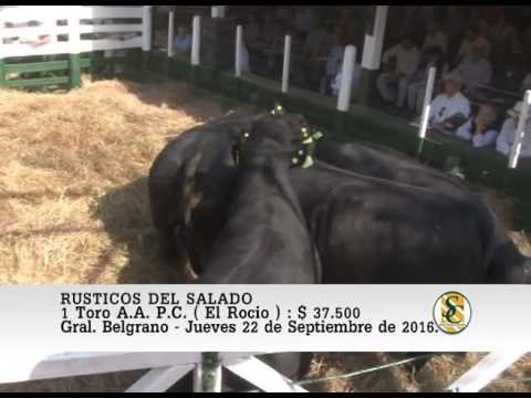 22-09-16 Venta de Toros A.A. P.C. - Rústicos del Salado. Gral Belgrano.