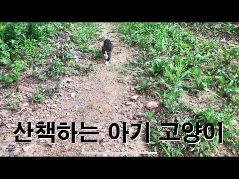 산책 - 아기고양이와 함께하는 동네 산책