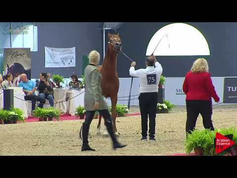 N.75 BYRON BY BRI - Milan 2018 - 4-6 Years Old Stallions (Class 10)