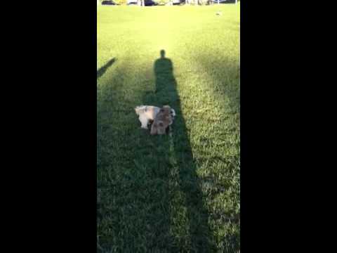 Stripes Mirkia and Bandit playing