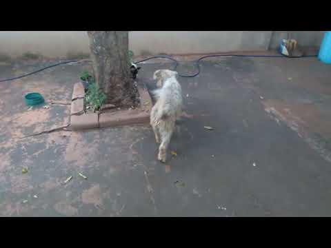 LUPPY O NOVO AMIGO DOS GATOS