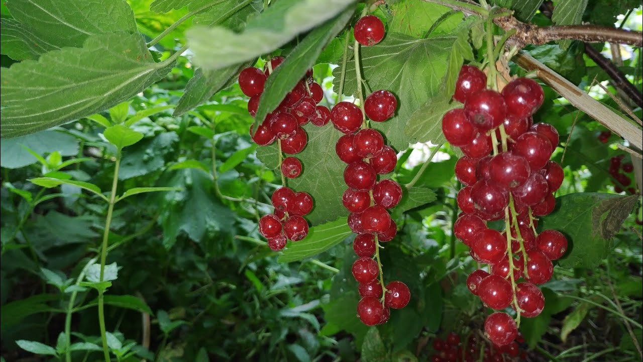 Red Currant (Ribes rubrum) - YouTube