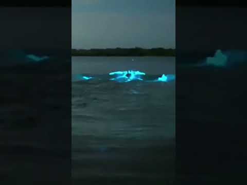Dolphins swimming in bio luminescent waters in Florida!