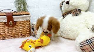 キャバリアの動画01