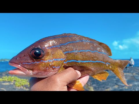 We Eating Good With Invasive Snapper & Octopus ! | Catch Clean Cook