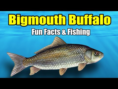 Bigmouth Buffalo - Fun Facts & Fishing