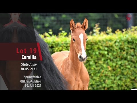 Onlive-Auktion Springfohlen Lot 19 Camilla Stute v. Cornet`s Quaprice - Limited Edition