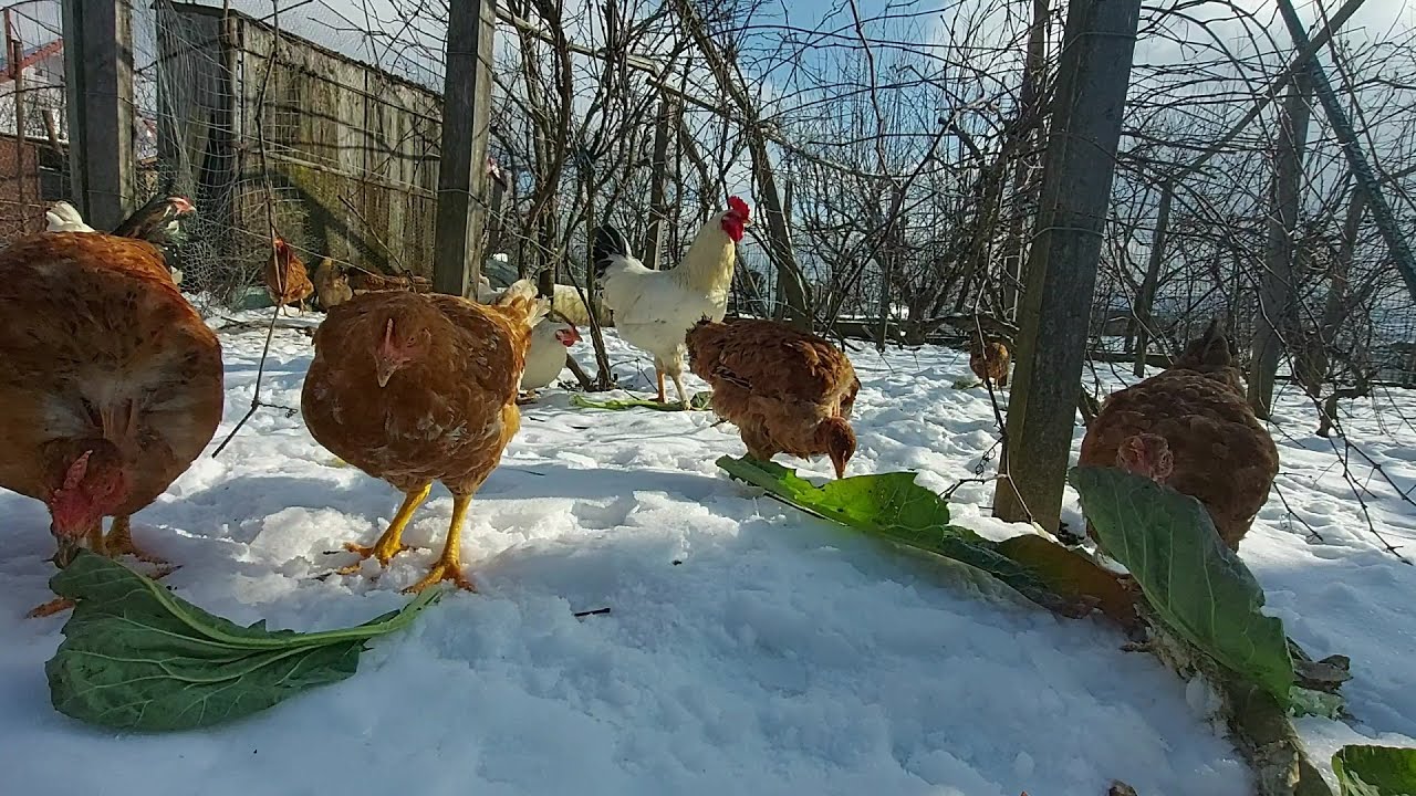Watch Cat Mananca O Gaina Pe Zi Now Ce alimente nu oferim gainilor deoarece provoaca imbolnavirea lor