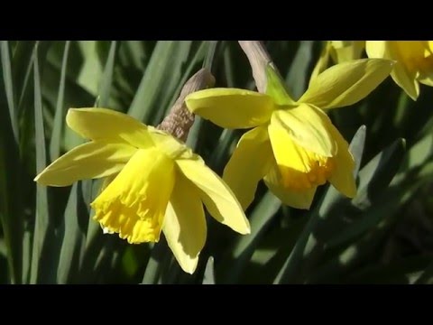 Dr. Zhivago - Lara's Theme