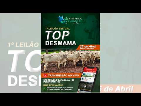 VITRINE DO GARROTE LEILÕES - TOP DESMAMA