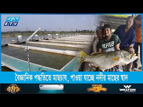 চাঁপাইনবাবগঞ্জে বৈজ্ঞানিক পদ্ধতিতে মাছচাষ, পাওয়া যাচ্ছে নদীর মাছের স্বাদ | ETV News