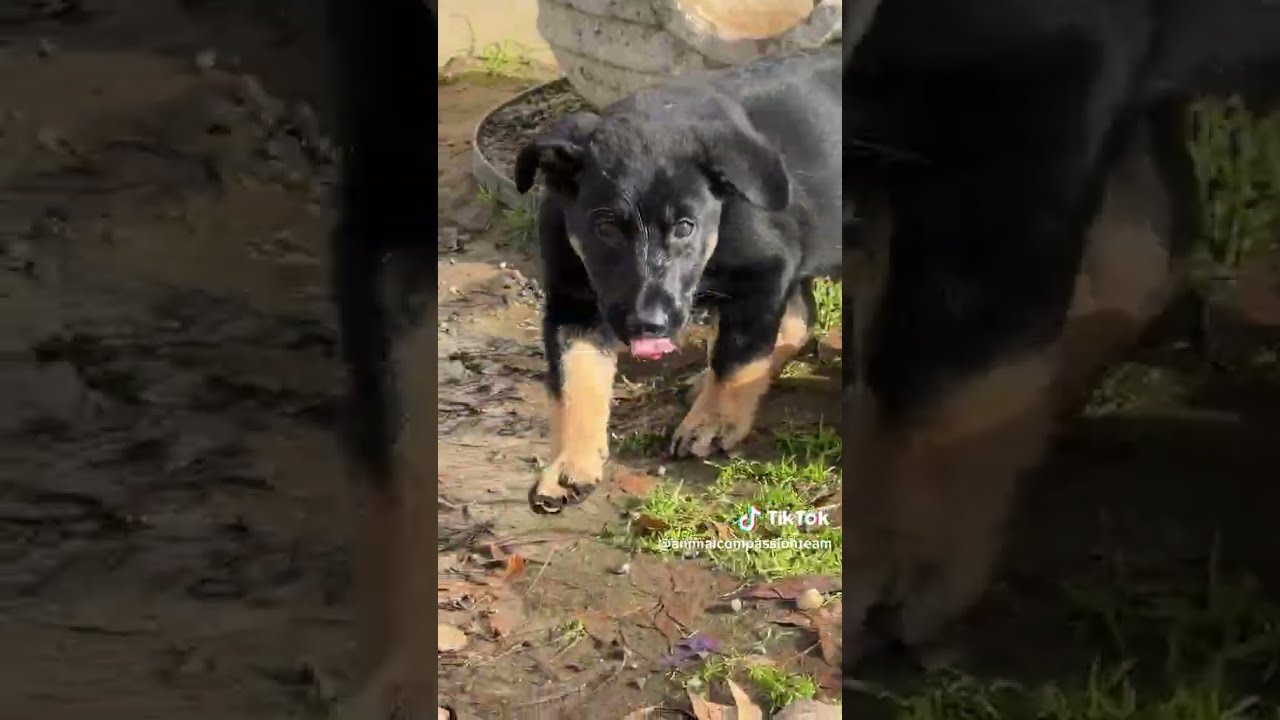Enlarge Mushu, a Adoptable German Shepherd Dog in Fresno, CA video 6/6
