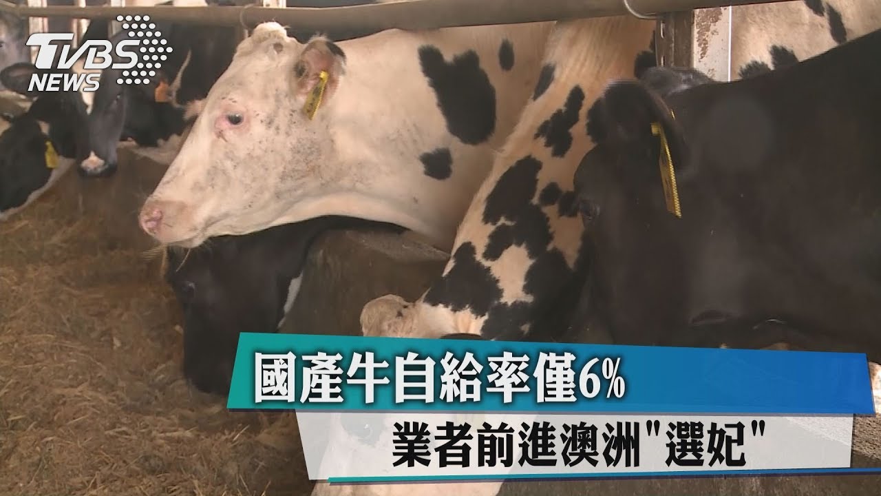 國產牛自給率僅6% 業者前進澳洲「選妃」