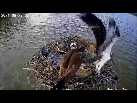Dahlgren Osprey Cam ~ Both Osprey Chicks Fledge! 💕💕 Congratulations! 6.27.21