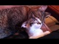 Gizmo And Priscilla