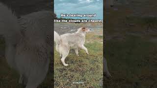Download lagu Did This Grass Secretly Install Bounce Buttons For My Puppy Dog | Funny Dog Short #Shorts mp3