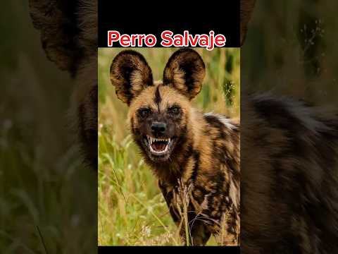 Animales que pueden Matar a un Leon 😱 🦁 #curiosidades