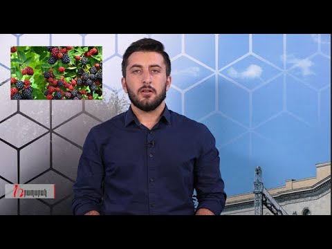 Կովի պտուկները լվանալուց մինչև անգլերեն՝ հանուն մոշի․ «Դեռ երեկ»