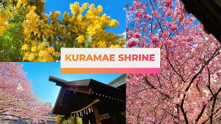 桜とミモザが咲く蔵前神社 Cherry blossoms and mimosa at Kuramae Shrine