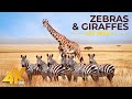 4K African Animals Zebras And Giraffes Amazing African Wildlife Footage Kalahari Desert