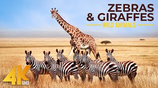 4K African Animals - Zebras and Giraffes - Amazing