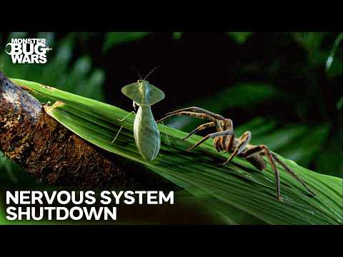 Wandering Spider vs. Hooded Mantis: INSTANT PARALYSIS | Monster Bug Wars
