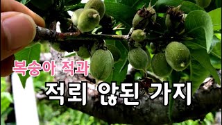 복숭아 적과 / 적뢰 않된 복잡한 가지 적과방법