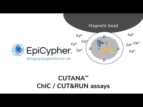 ChIP-seq vs CUT&RUN : Learn the benefits of CUT&RUN sequencing for enhanced chromatin profiling