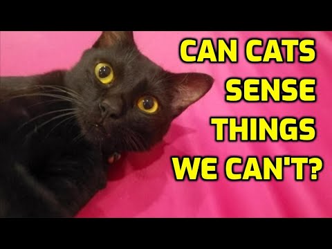 Can Cats Sense Things Before They Happen? - YouTube