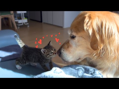 상위 0.1% 개냥이