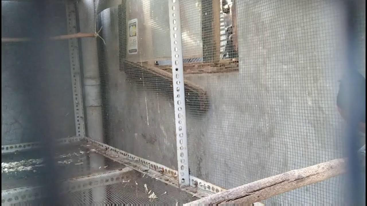 🔴 KEBUMENNKICAU99 LIVE STREAMING | MURAI BATU NON STOP ‼️ SUARA MERDU BIKIN MERINDING 🎶🙀