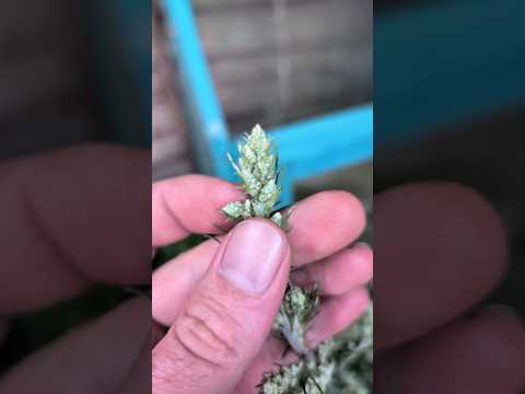 Mugwort