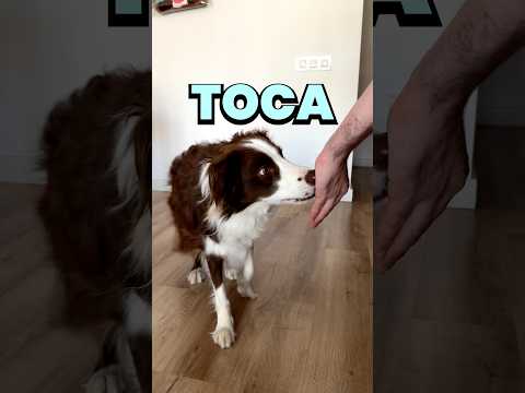 Así enseñamos a Tiberius a mantenerse a nuestro lado cuando le llamamos 🐾🐶