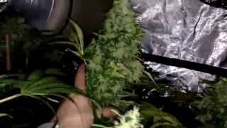 Jack Diesel (GreenLabel Seeds) Giant buds Mega buds 11 weeks flower