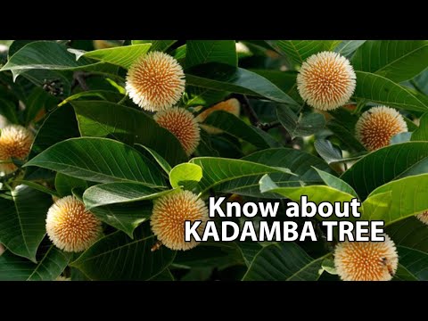 Kadamba Tree | Neolamarckia cadamba |
