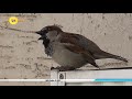 Şehir Kuşları 4K UHD